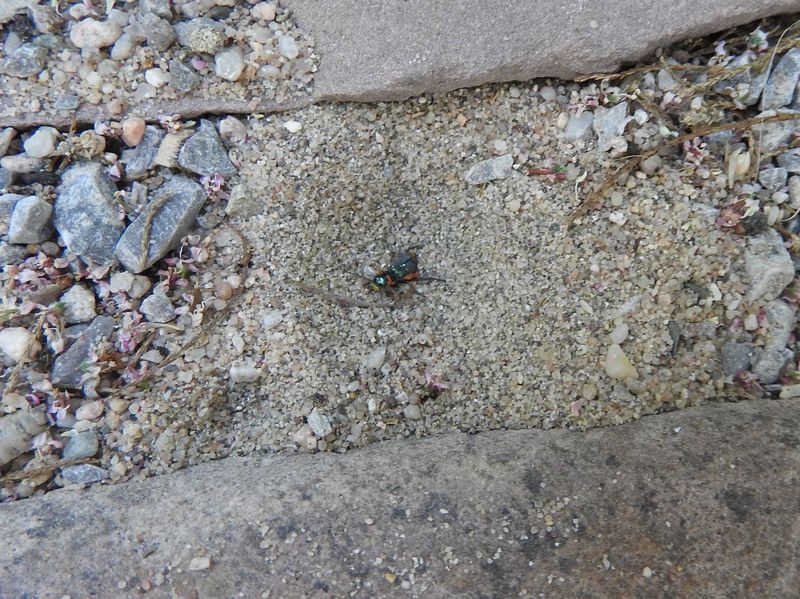 Das Jahr in meinem Garten - Seite 3 Ameise15