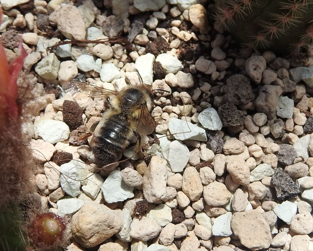 Das Jahr in meinem Garten - Seite 3 Biene11