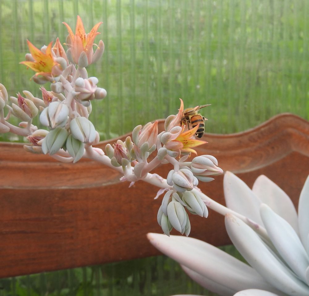 Das Jahr in meinem Garten - Seite 3 Bienen11