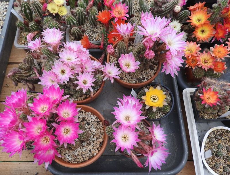 Das Jahr in meinem Garten - Seite 6 Chamae38