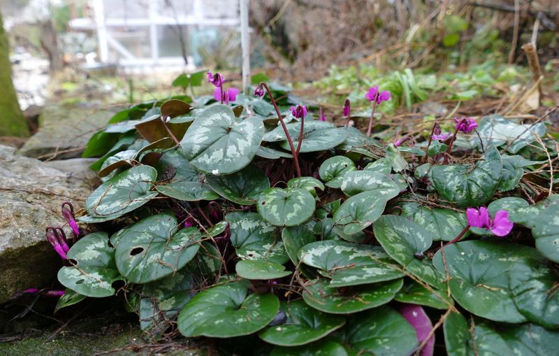 Erste Frühlingsboten im Garten und in Wald und Flur, Teil 2 - Seite 11 Cyclam16