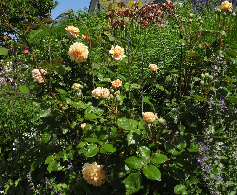Das Jahr in meinem Garten - Seite 3 Garten16