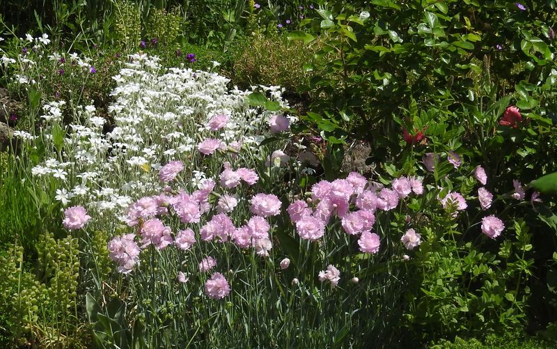 Das Jahr in meinem Garten - Seite 3 Garten18