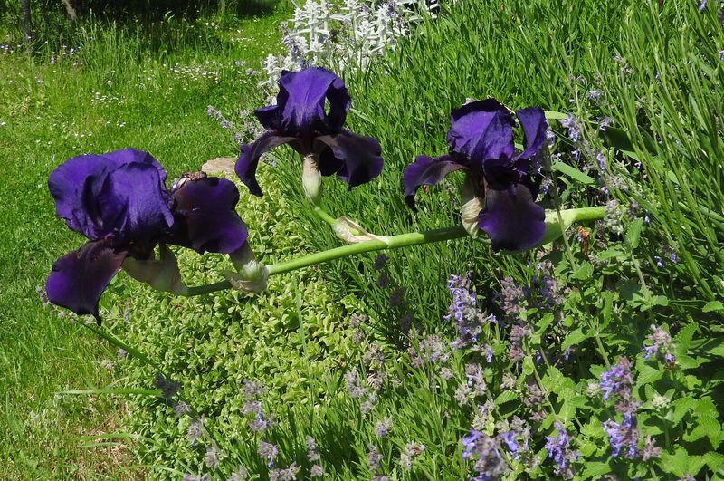 Das Jahr in meinem Garten - Seite 3 Garten19