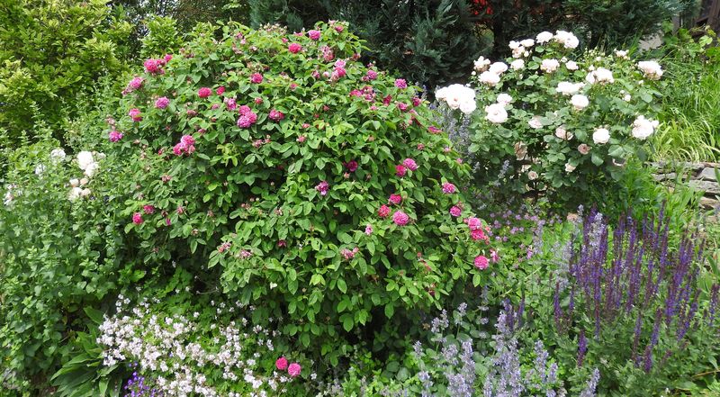 Das Jahr in meinem Garten - Seite 4 Garten26