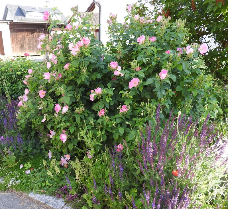 Das Jahr in meinem Garten - Seite 4 Garten33