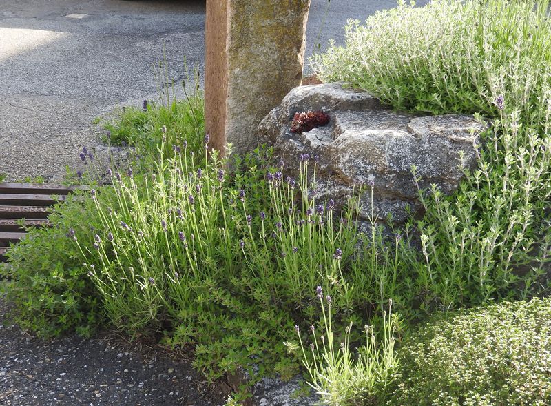Das Jahr in meinem Garten - Seite 4 Garten37