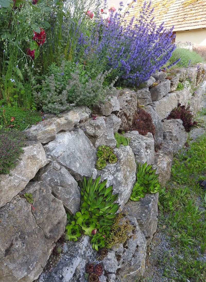 Das Jahr in meinem Garten - Seite 4 Garten41
