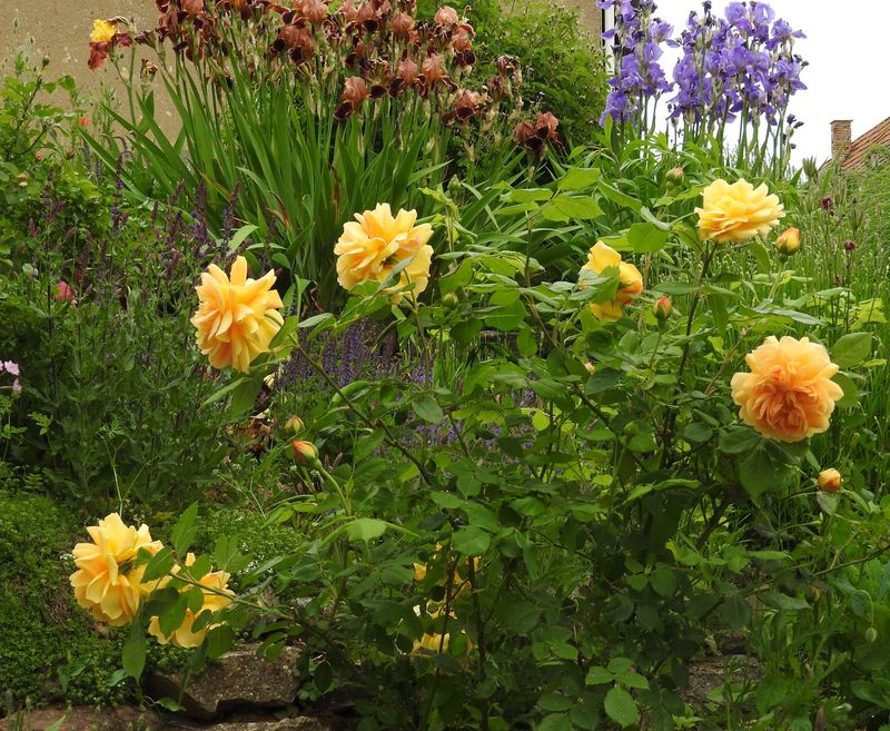 Das Jahr in meinem Garten - Seite 3 Golden12
