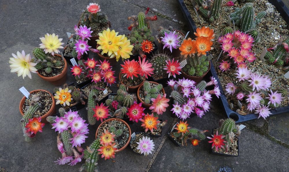 Das Jahr in meinem Garten - Seite 5 Gruppe18