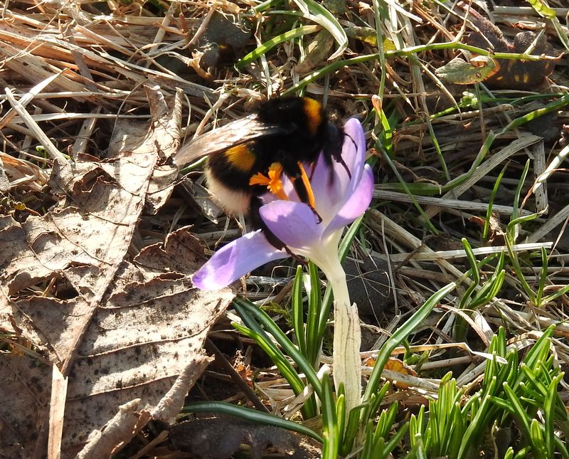 Das Jahr in meinem Garten Hummel10