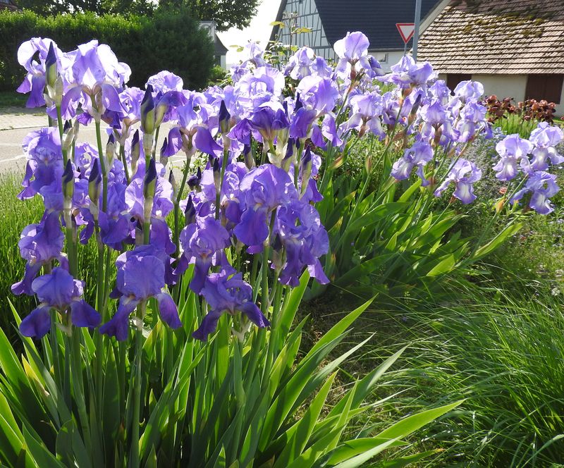 Schwertliliengewächse: Iris, Tigrida, Ixia, Sparaxis, Crocus, Freesia, Montbretie u.v.m. - Seite 28 Iris410