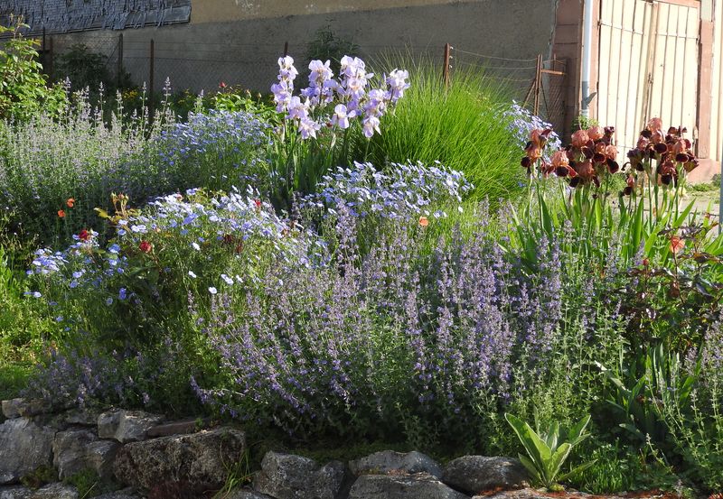 Das Jahr in meinem Garten - Seite 3 Irisbe11