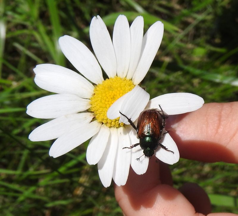 Das Jahr in meinem Garten - Seite 3 Junikz10