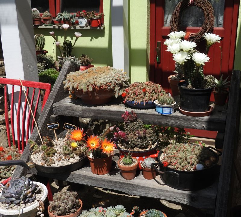 Das Jahr in meinem Garten - Seite 5 Kaktee15