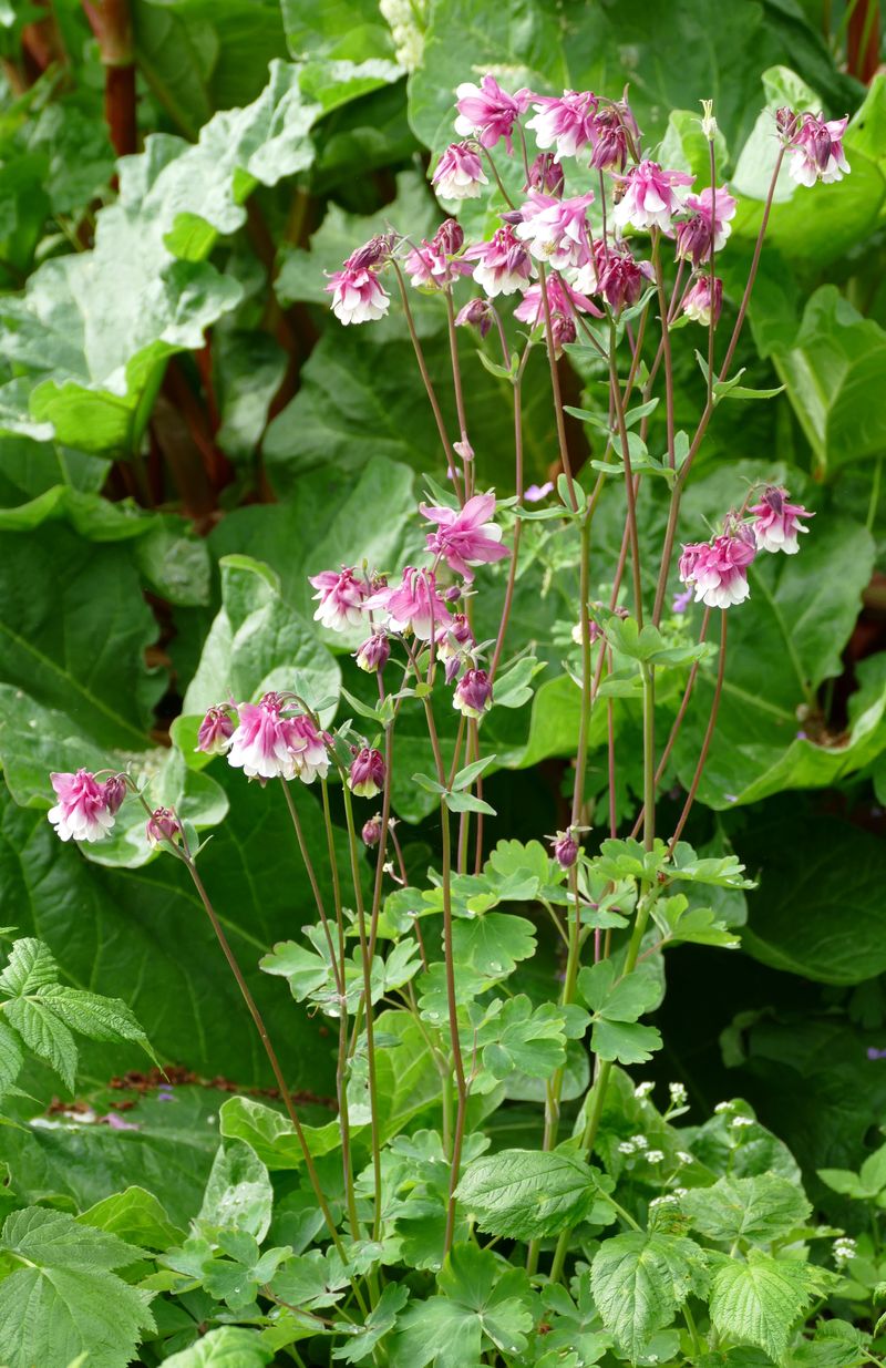 Das Jahr in meinem Garten - Seite 14 P1040316