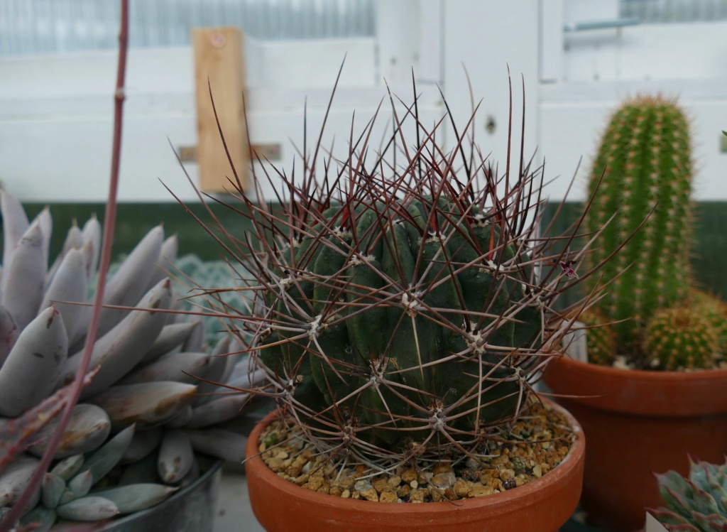 Das Jahr in meinem Garten - Seite 19 P1060447