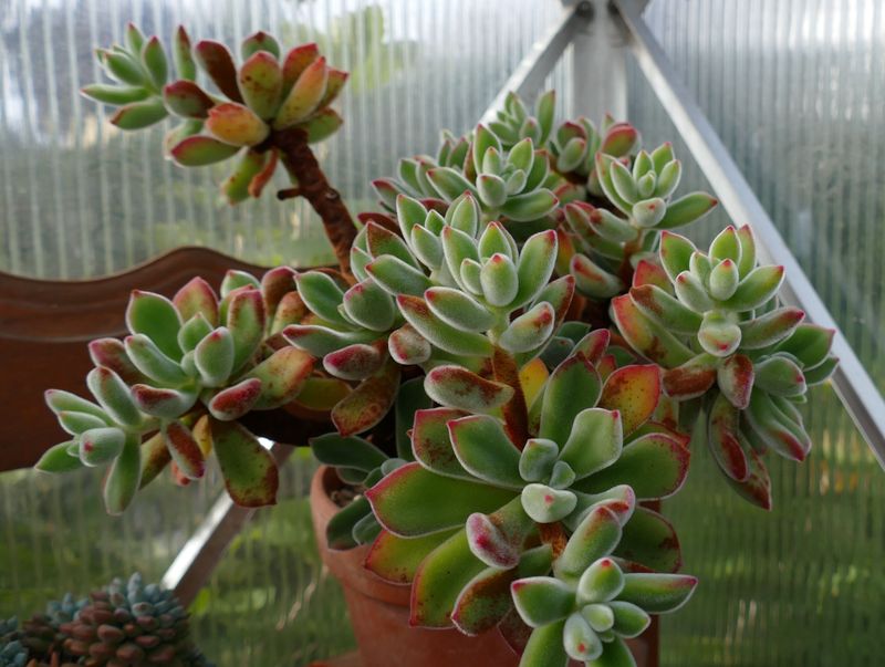 Das Jahr in meinem Garten - Seite 19 P1060516
