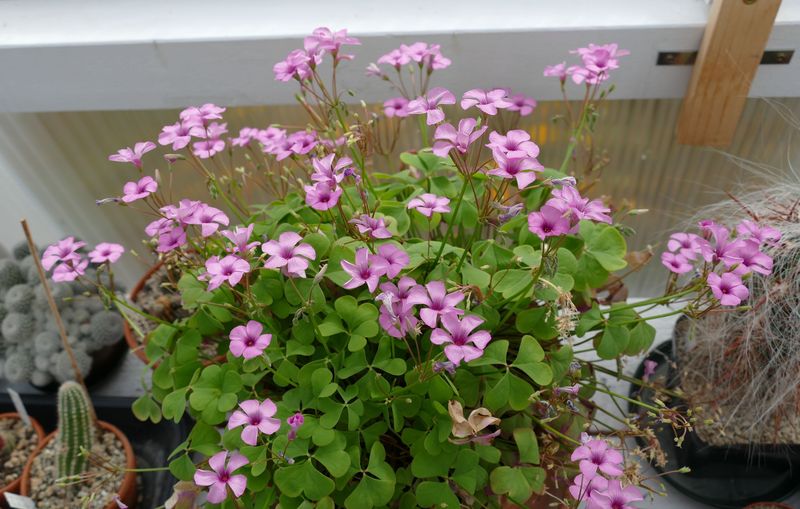 Das Jahr in meinem Garten - Seite 19 P1060546