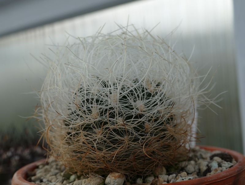 Das Jahr in meinem Garten - Seite 20 P1060617