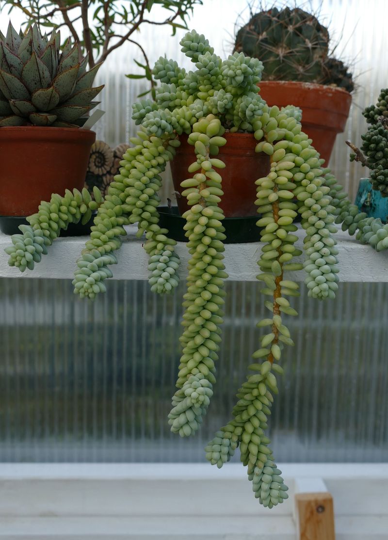Das Jahr in meinem Garten - Seite 20 P1060624