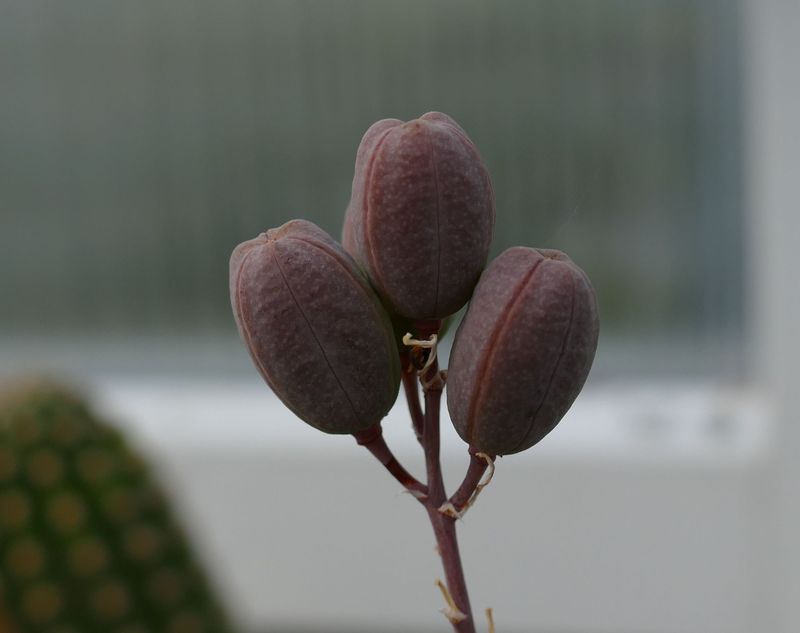 Das Jahr in meinem Garten - Seite 20 P1060629