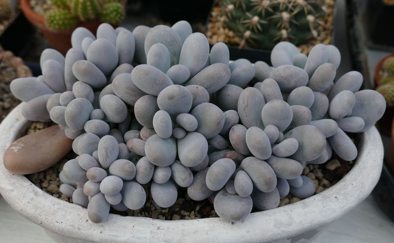 Das Jahr in meinem Garten - Seite 20 P1060644