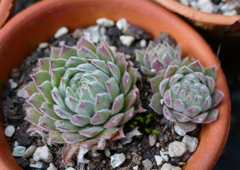 Das Jahr in meinem Garten - Seite 20 P1060712