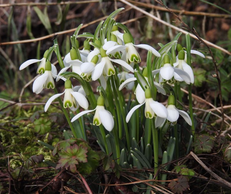 teil - Erste Frühlingsboten im Garten und in Wald und Flur, Teil 2 - Seite 3 Schnee16