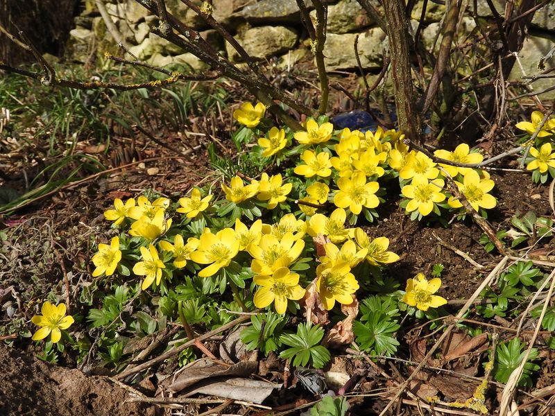 Das Jahr in meinem Garten Winter12