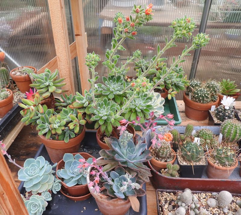 Das Jahr in meinem Garten - Seite 5 Zbersi11