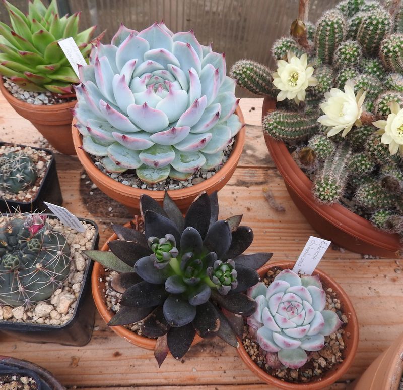 Das Jahr in meinem Garten - Seite 5 Zbersi12