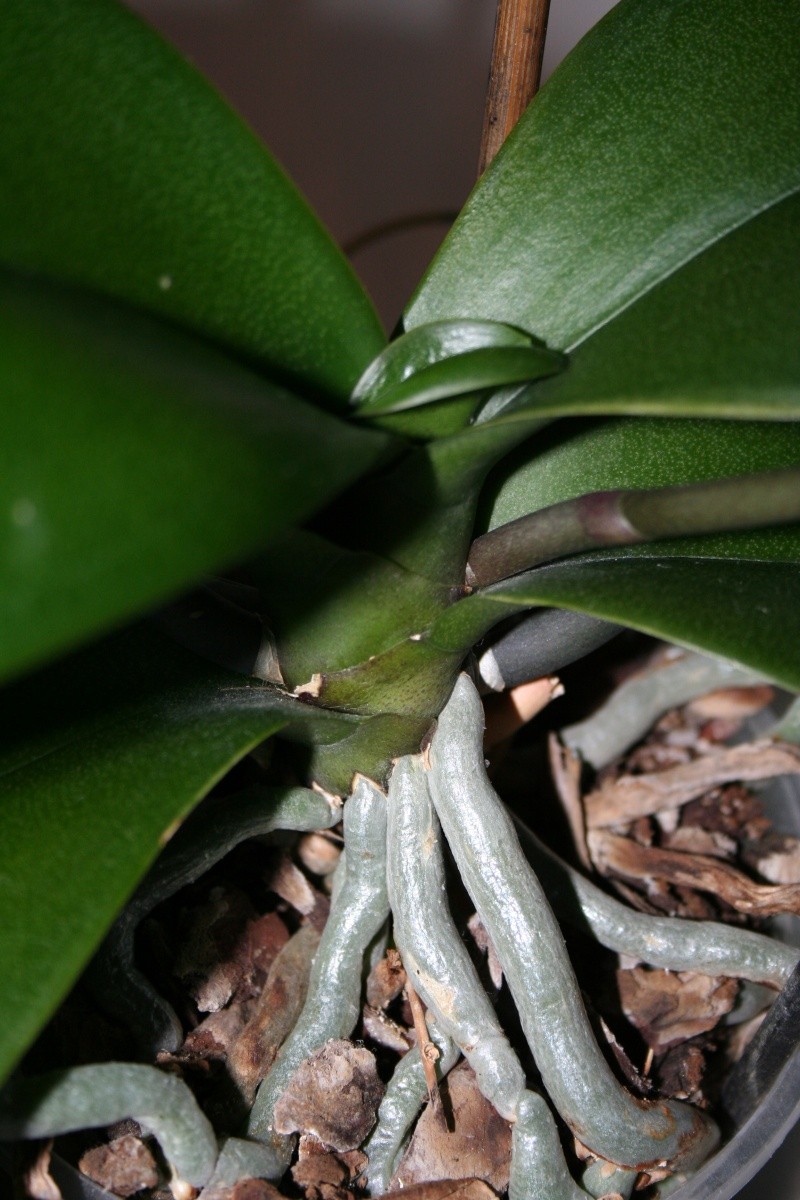 Neues Blatt wächst nicht weiter  Orchid12