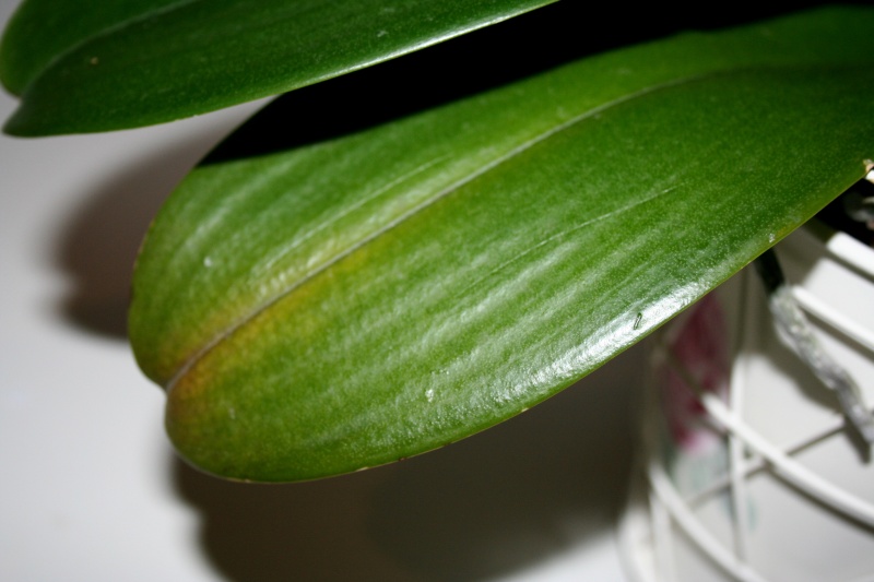 Neues Blatt wächst nicht weiter  Orchid14