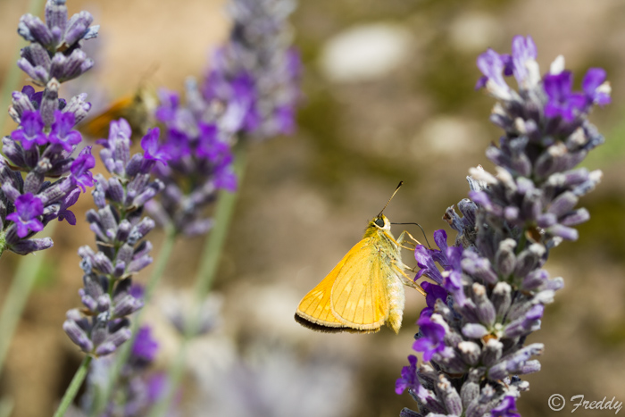 Papillon et lavande _mg_2410