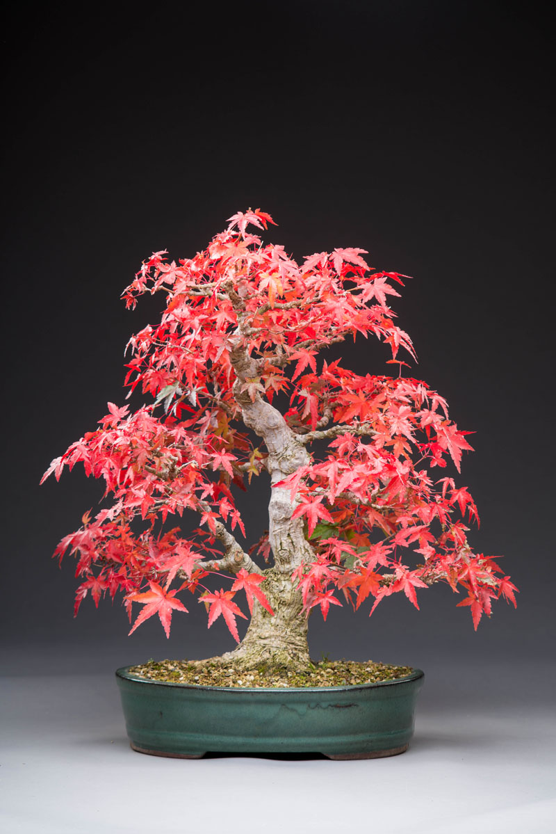 Show the Autumncolour from your bonsai - Page 3 Acer12