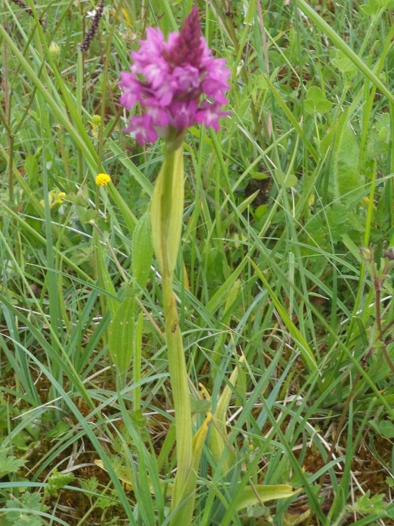 Anacamptis pyramidalis Dsc00115