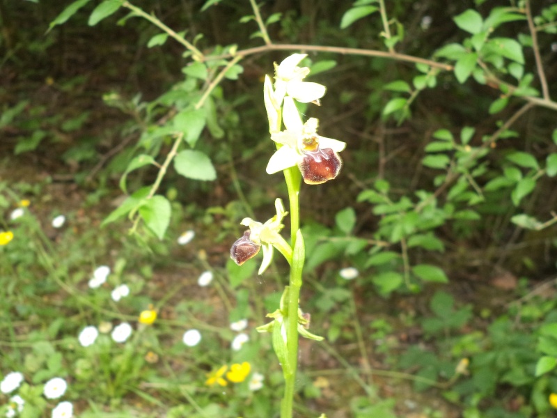 Ophrys du sud gironde Dsc00293