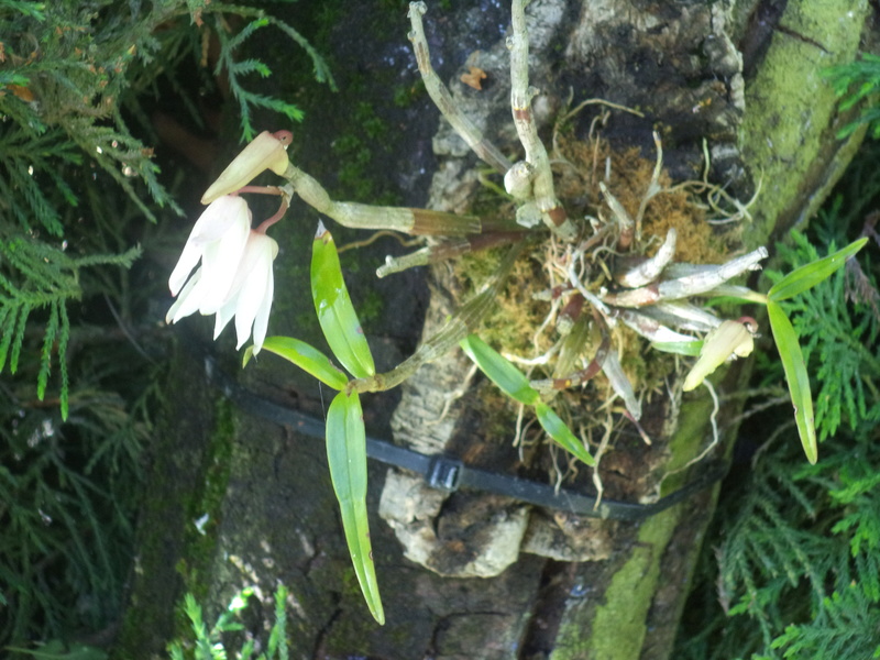 Dendrobium moniliforme Dsc01711