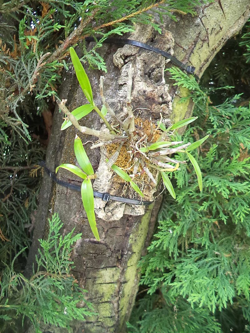 Dendrobium moniliforme Dsc02053