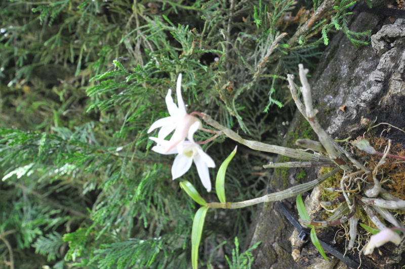 Dendrobium moniliforme Dsc_0610