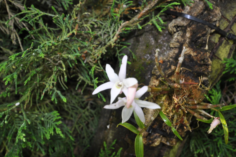 Dendrobium moniliforme Dsc_0611