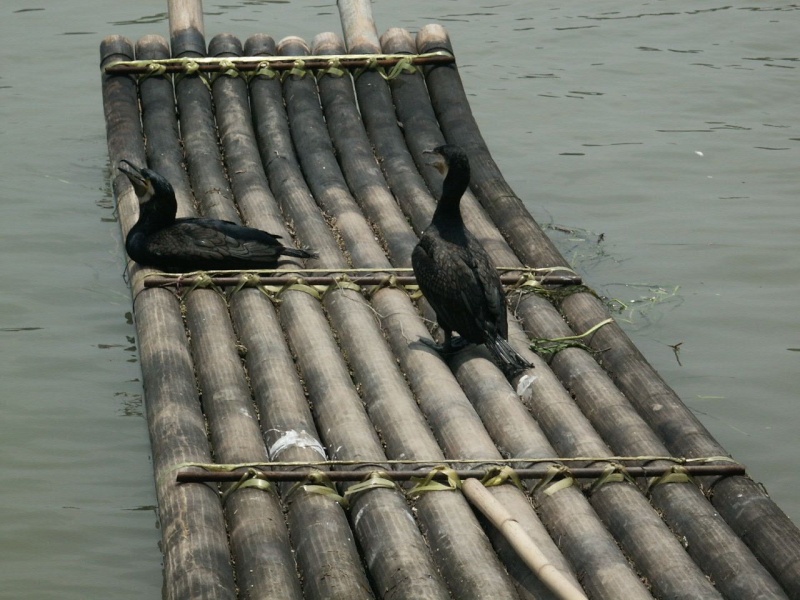 Le pêcheur aux cormorans - Chine Chine011