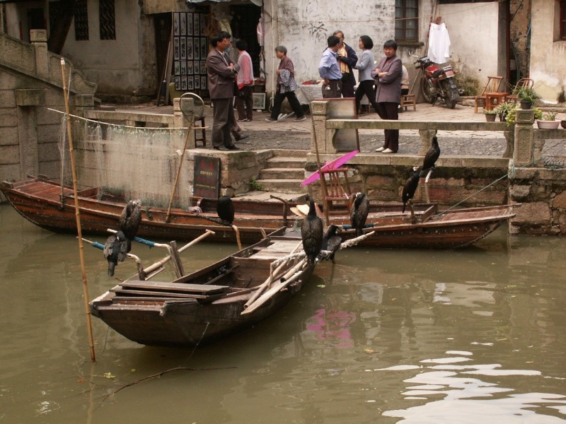 Le pêcheur aux cormorans - Chine Chine115