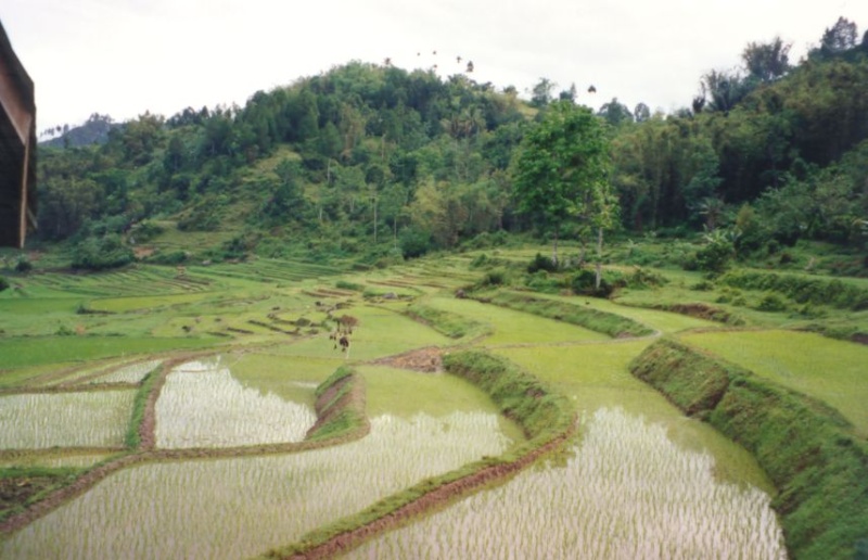 Le pays Toraja - Indonesie Photo_30