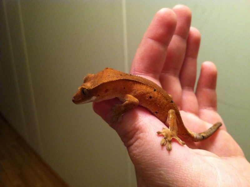 Housing different sized crested geckos together? Creste17
