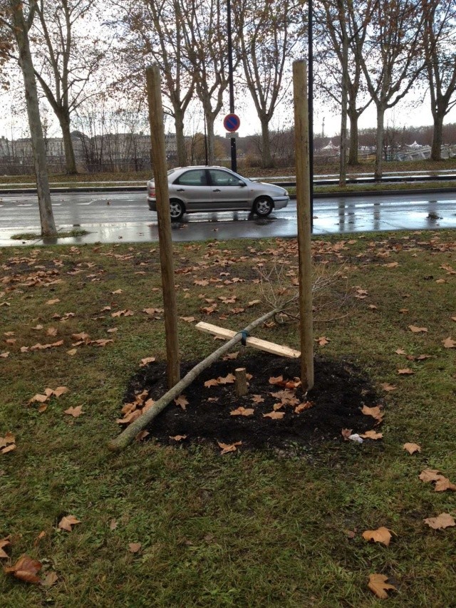 L’arbre de la laïcité décapité à Angers ! Arbre-10