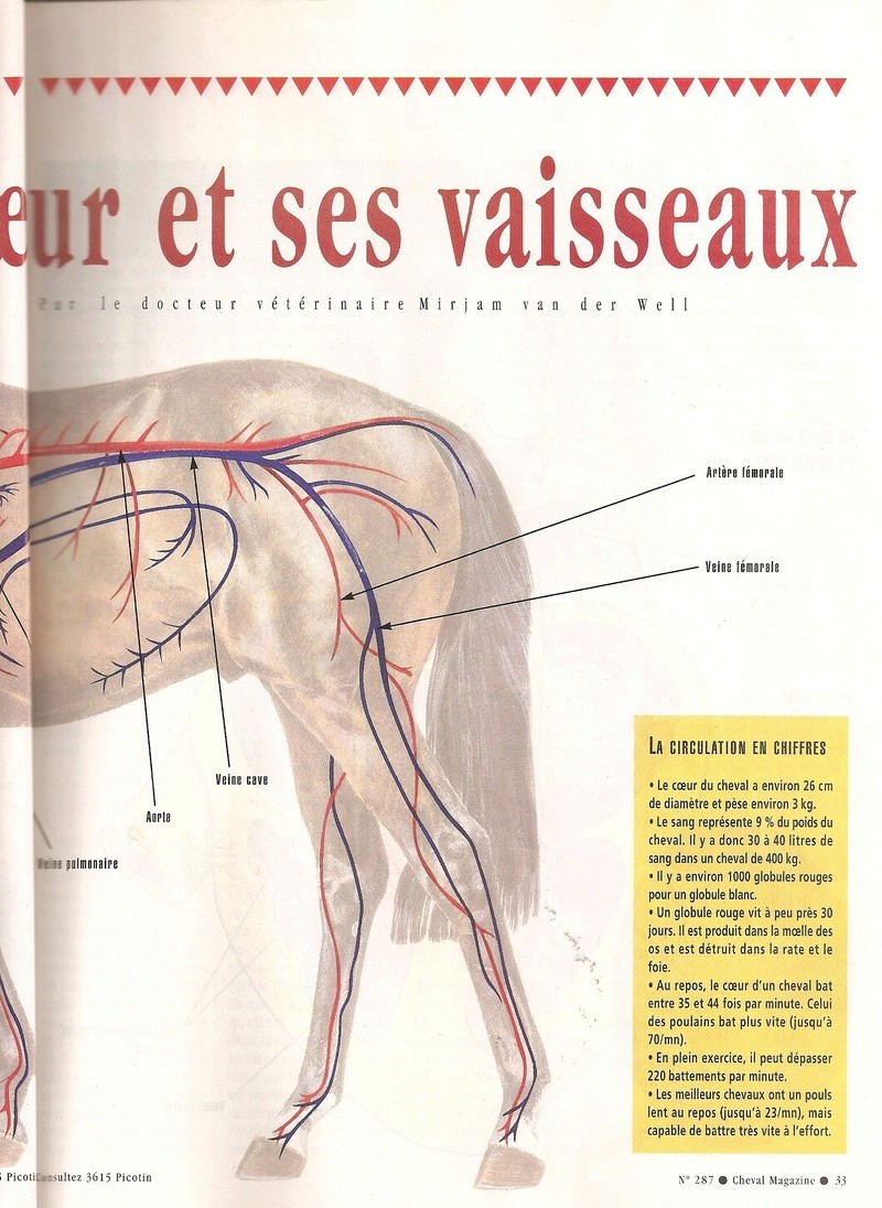 Cheval mag - les articles - Page 3 287-co10