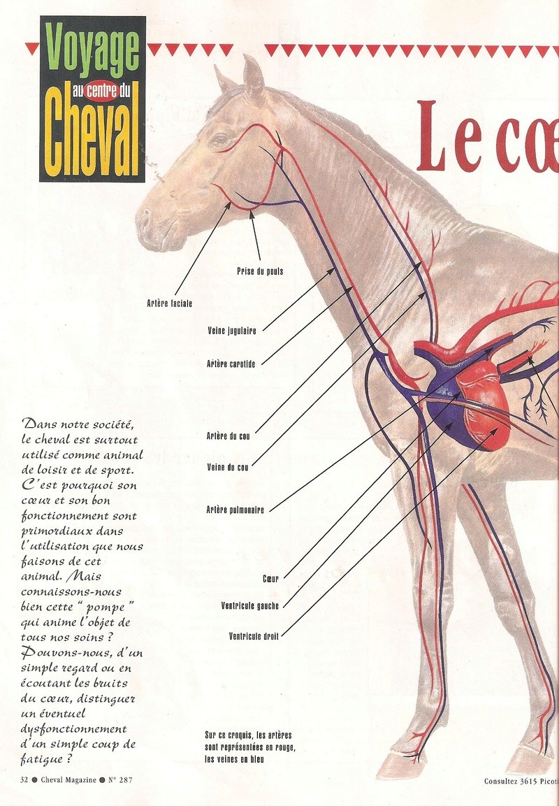 Cheval mag - les articles - Page 3 287-co12