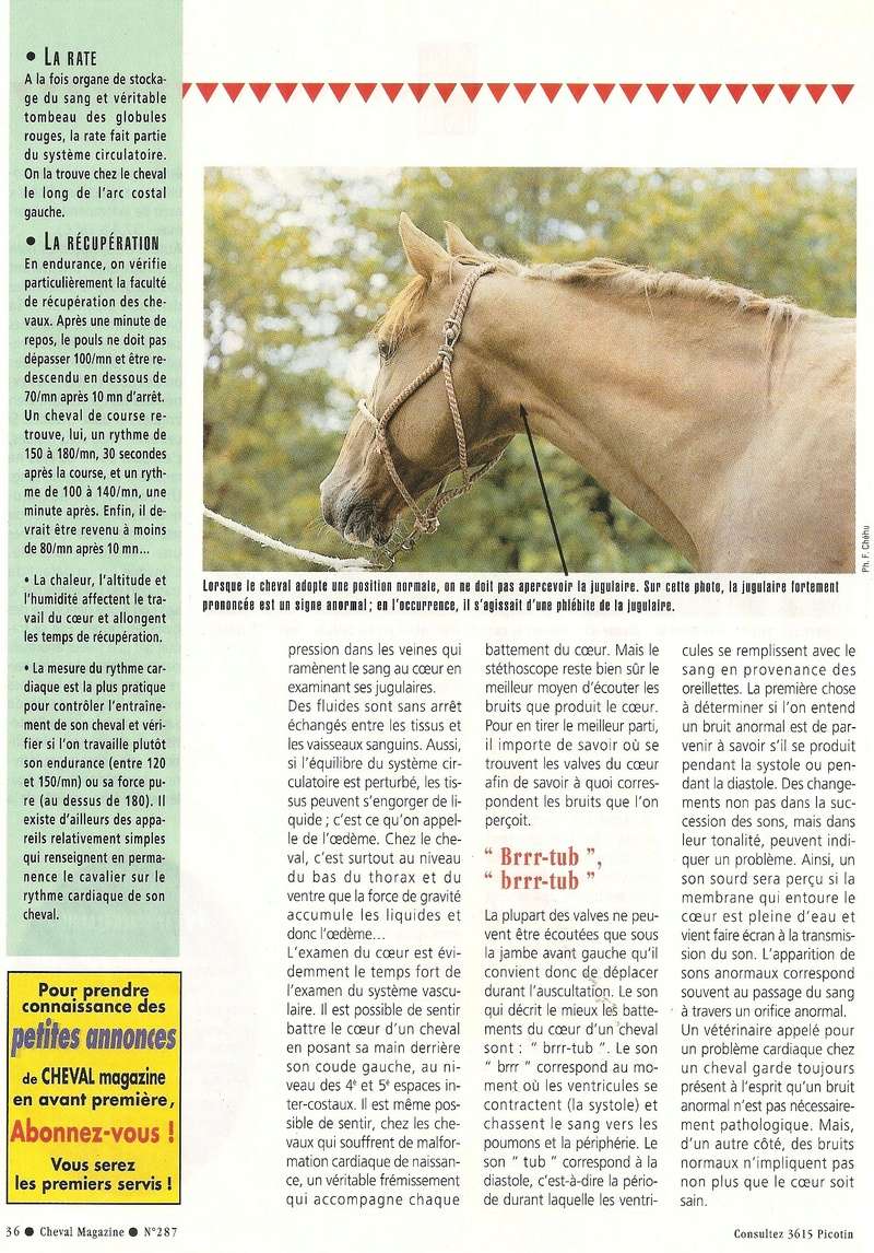 Cheval mag - les articles - Page 3 287-co13